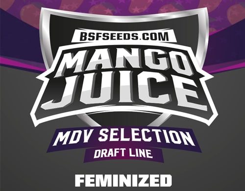 Mango Juice feminized seeds label