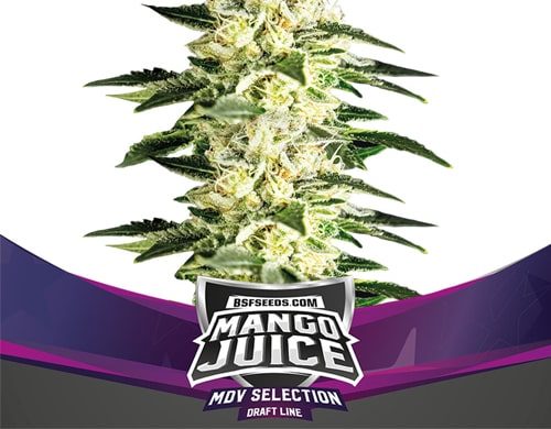 Mango Juice feminized seeds plant