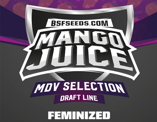 mango-juice-high-quality-cannabis-seeds-sensory Mango Juice High Quality Weed Seeds