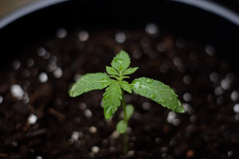 marijuana seeds in the ground