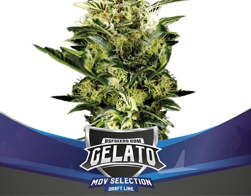 Plant of Gelato XXL of auto flowers seeds