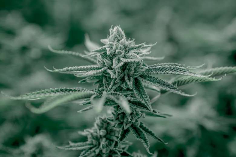 winter autoflowering seeds