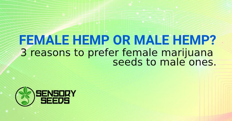 3 reasons to prefer female marijuana seeds