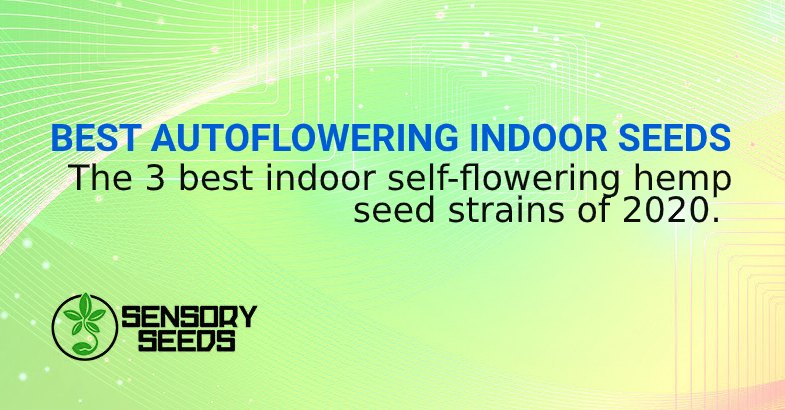 BEST AUTOFLOWERING INDOOR SEEDS