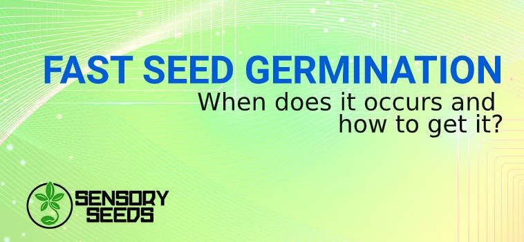 FAST hemp SEEDs GERMINATION