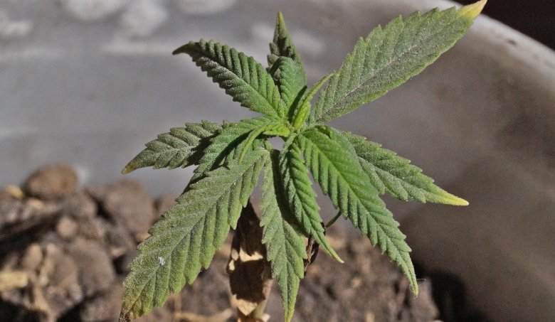 autoflowering seeds outdoor growing in pots