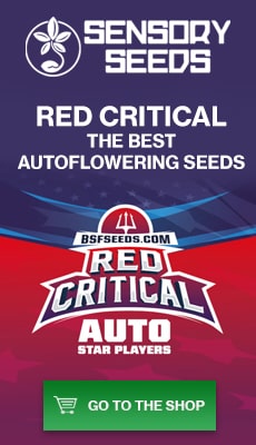 Banner Sensoryseeds Red Critical autoflowering cannabis seeds