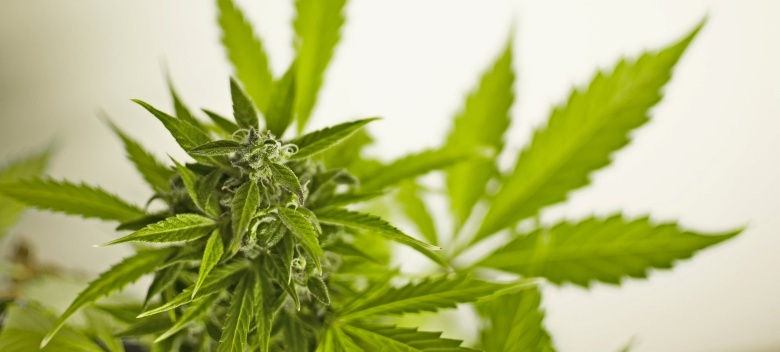 fastest growing autoflowering hemp seed