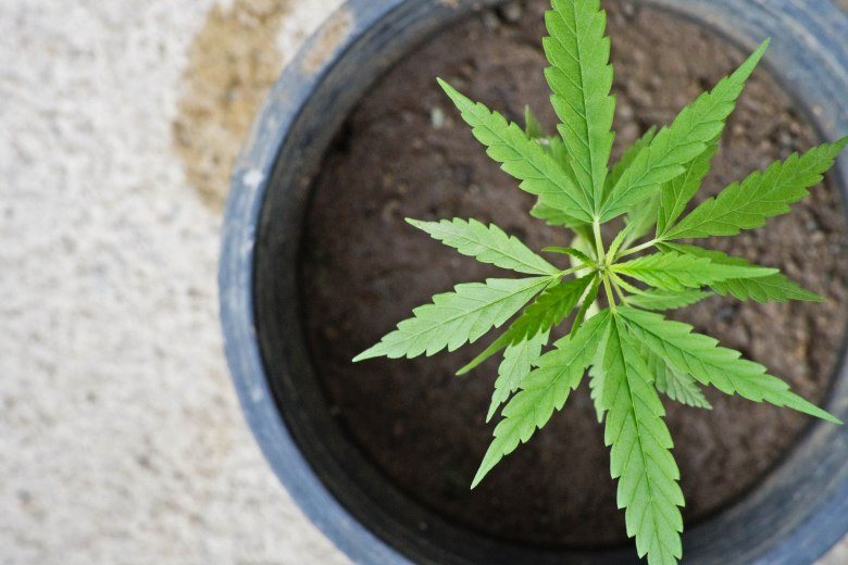 ruderalis hemp seeds