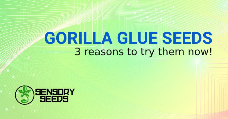 GORILLA GLUE WEED SEEDS