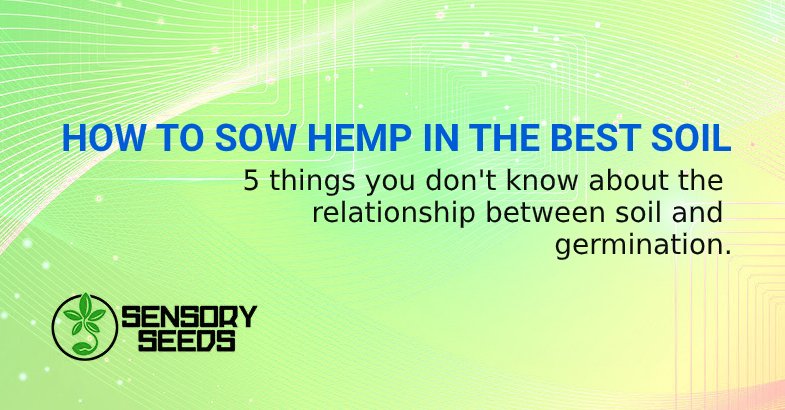 HOW TO SOW HEMP IN THE BEST SOIL