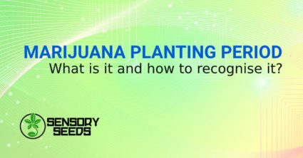 MARIJUANA SEEDS PLANTING PERIOD