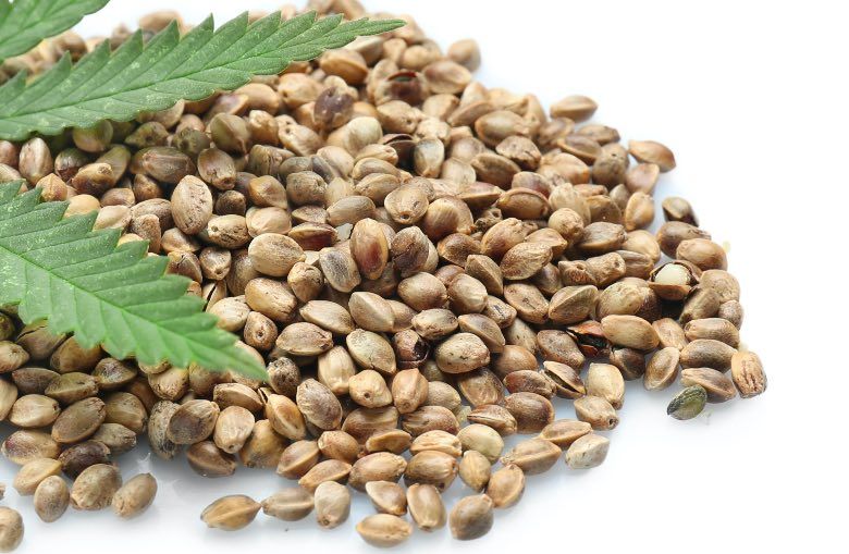 feminized seeds of cannabis