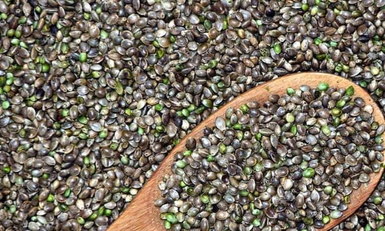 where to buy marijuana seeds