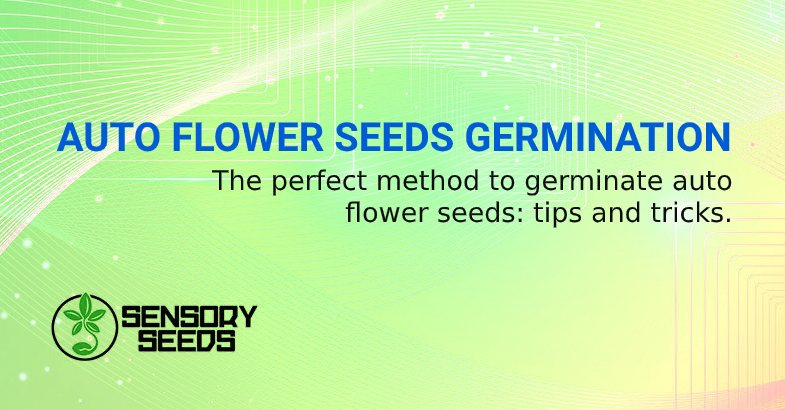 AUTO FLOWERWEED SEEDS GERMINATION