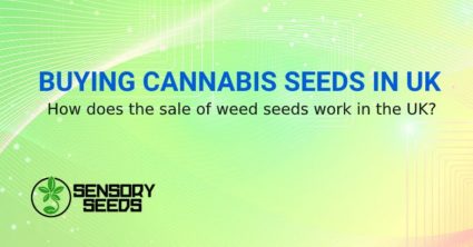BUYING CANNABIS SEED IN UK