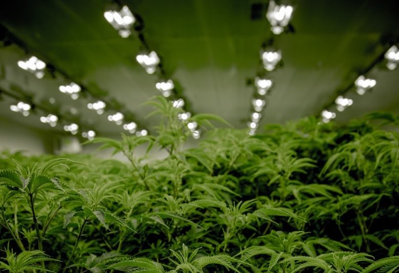Growing marijuana seeds with artificial light