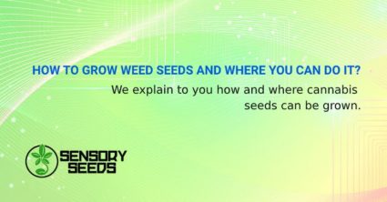 HOW TO GROW WEED SEEDS