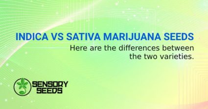 INDICA VS SATIVA MARIJUANA SEEDS