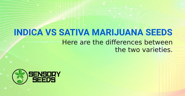 INDICA VS SATIVA MARIJUANA SEEDS