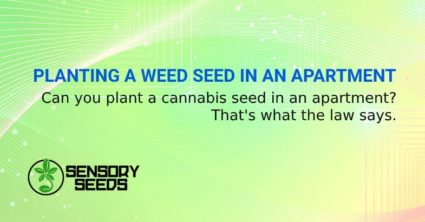 PLANTING A WEED SEED IN AN APARTMENT