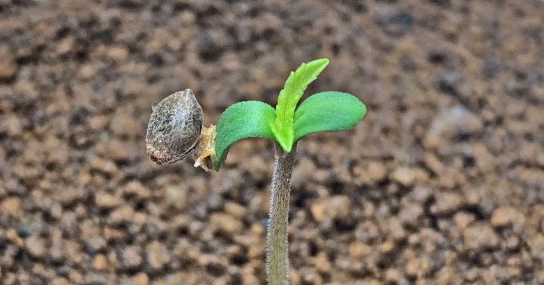 Planting cannabis seeds in an apartment