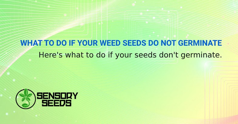 WHAT TO DO IF YOUR CANNABIS SEEDS DO NOT GERMINATE