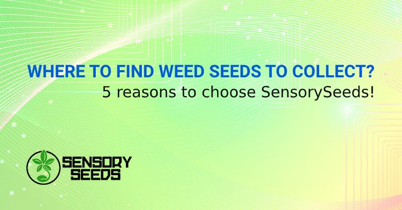 WHERE CAN YOU FIND WEED SEEDS TO COLLECT