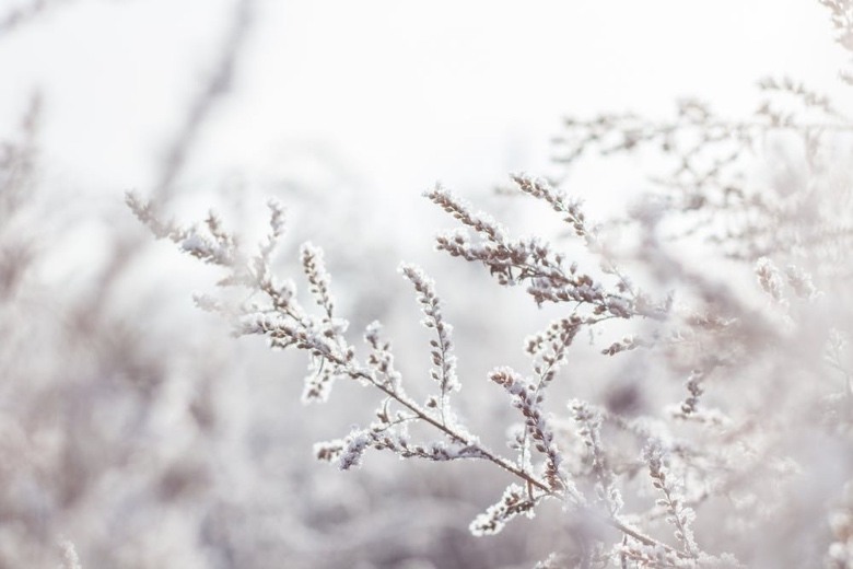 auto flower seeds in winter