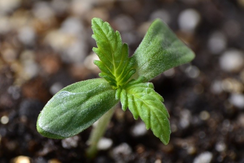 indoor auto flower seeds of marijuana