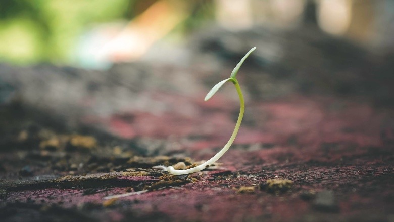 rapid outdoor auto flower seeds cultivation