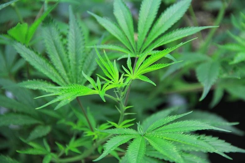 sativa weed seeds and leaf