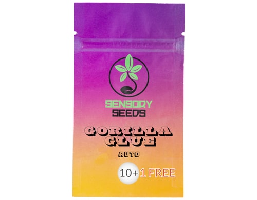 bulk-auto-flower-seeds-gorilla-glue-4 bulk-weed-seeds-gorilla-glue-4
