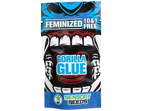 Bulk auto flower seeds of Gorilla Glue