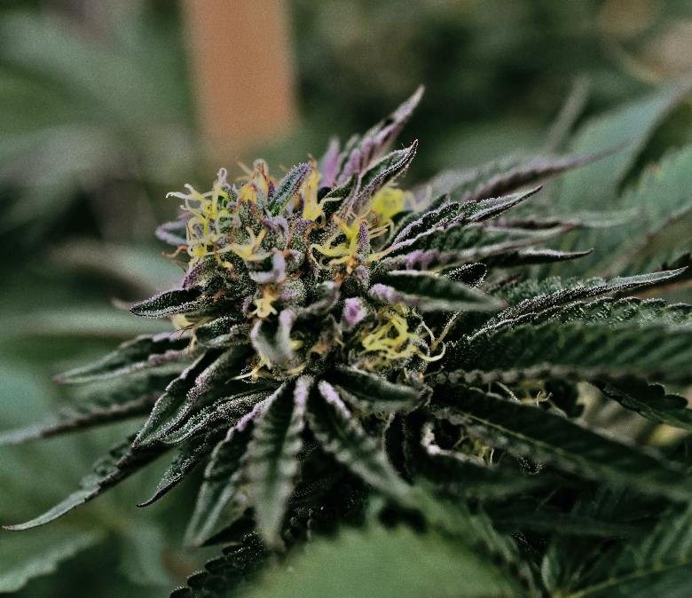 cannabis seeds generate plants with thc flowers