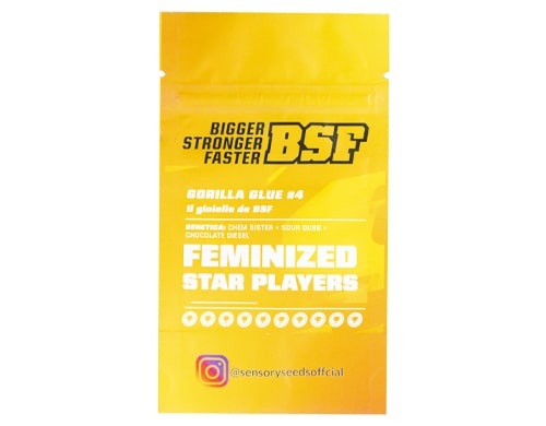 description-gorilla-glue-4-bulk-feminized-seeds Description of Gorilla Glue 4 bulk feminized seeds