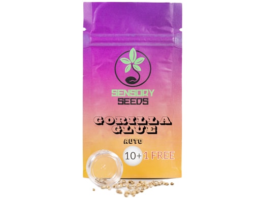 package-gorilla-glue-4-bulk-auto-flower-seeds