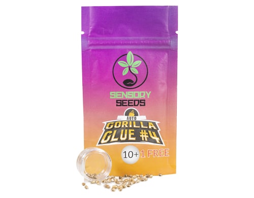 package-gorilla-glue-4-bulk-auto-flower-seeds Package of Gorilla Glue 4 bulk auto flower seeds