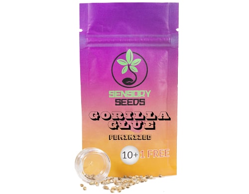 package-gorilla-glue-4-bulk-feminized-seeds Package of Gorilla Glue 4 bulk feminized seeds