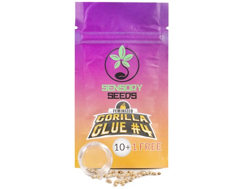 package-gorilla-glue-4-bulk-feminized-seeds Package of Gorilla Glue 4 bulk feminized seeds