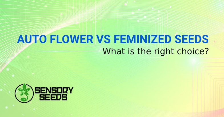 AUTO FLOWER SEEDS VS FEMINIZED SEEDS