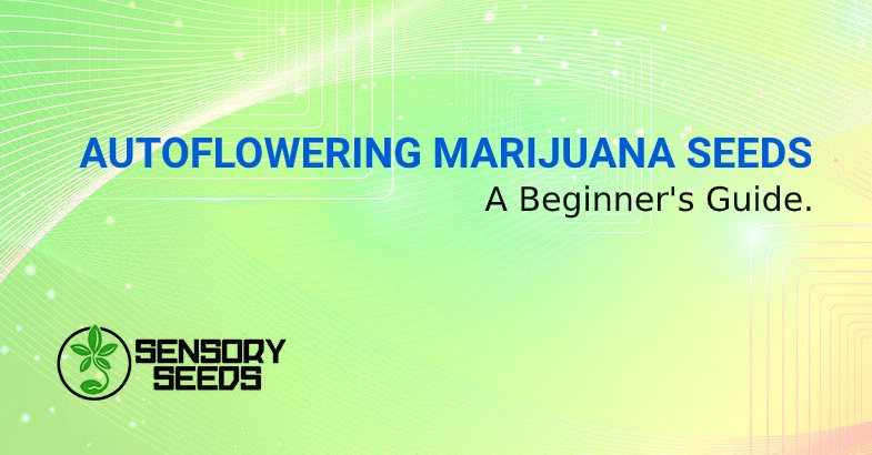 AUTOFLOWERING MARIJUANA SEEDS