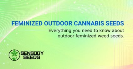 FEMINIZED OUTDOOR CANNABIS SEEDS