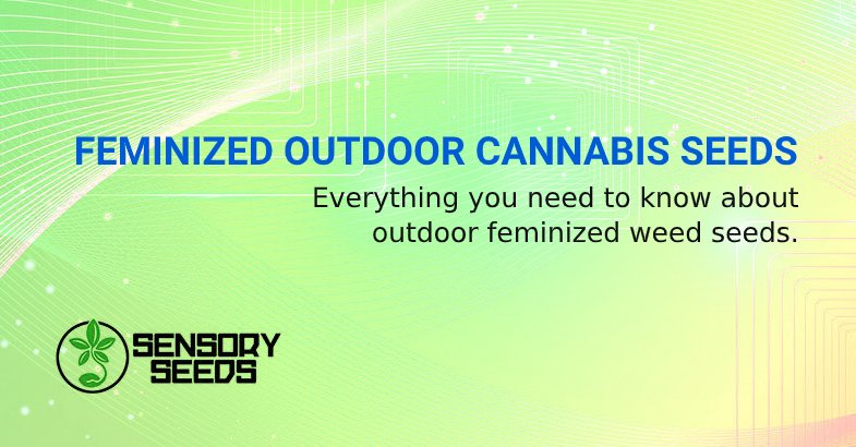 FEMINIZED OUTDOOR CANNABIS SEEDS