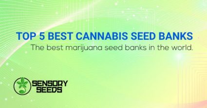 Top 5 best cannabis seed banks