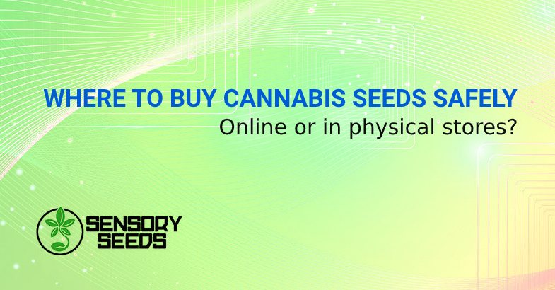 WHERE TO BUY CANNABIS SEEDS SAFELY