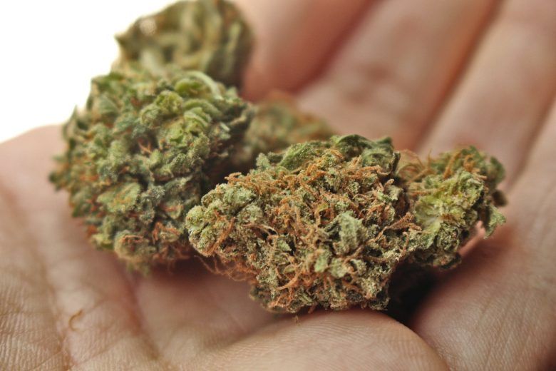 best types of cannabis and marijuana seeds