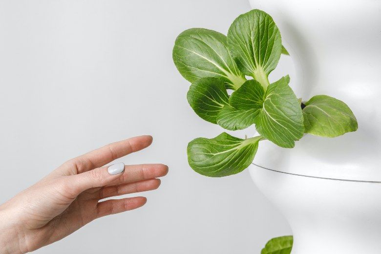 grow marijuana seeds with hydroponic greenhouse