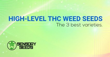high-level THC marijuana seeds
