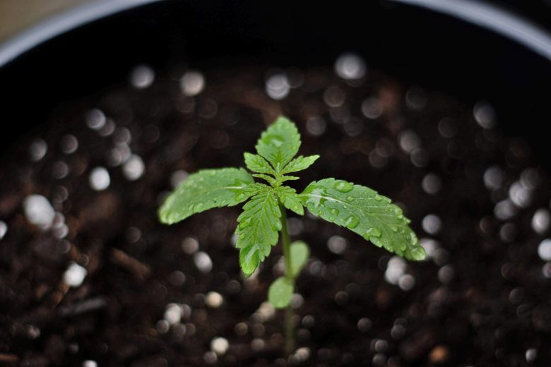 how to grow bonsai from cannabis seeds